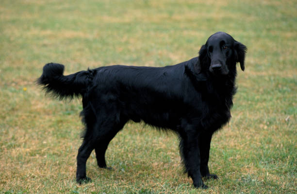 istock FLAT COATED RETRIEVER, ADULT STANDING ON GRASS 1250301315