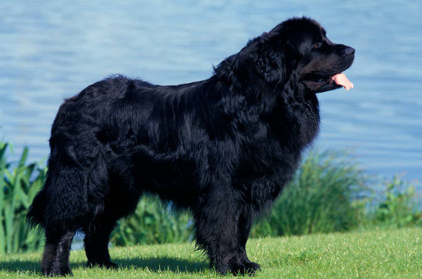 NEWFOUNDLAND DOG, ADULT STANDING ON GRASS NEAR LAKE NEWFOUNDLAND DOG, ADULT STANDING ON GRASS NEAR LAKE newfoundland dog stock pictures, royalty-free photos & images