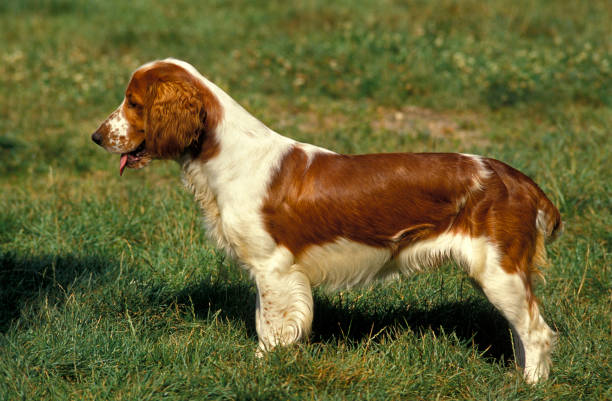 istock WELSH SPRINGER SPANIEL, ADULT 1250301343
