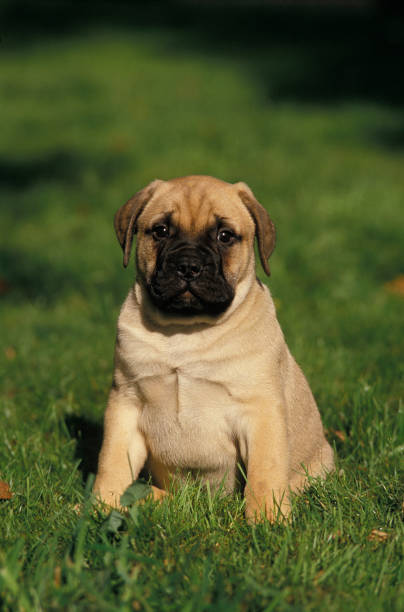 istock BULLMASTIFF DOG, PUP SITTING ON GRASS 1250301401