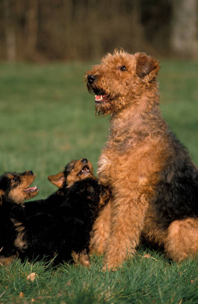 istock AIREDALE TERRIER DOG, FEMALE WITH PUPS 1250301433