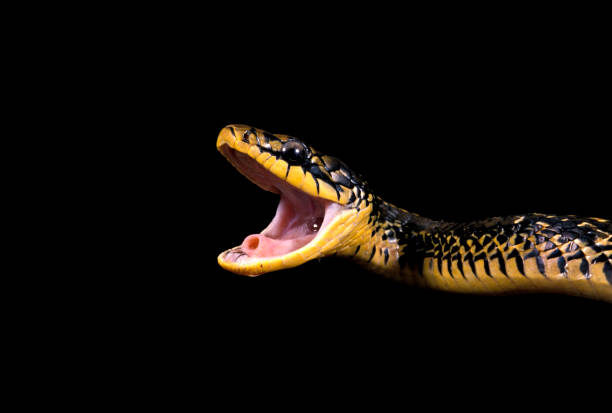 istock TROPICAL RAT SNAKE spilotes pullatus, ADULT WITH OPEN MOUTH 1250301457