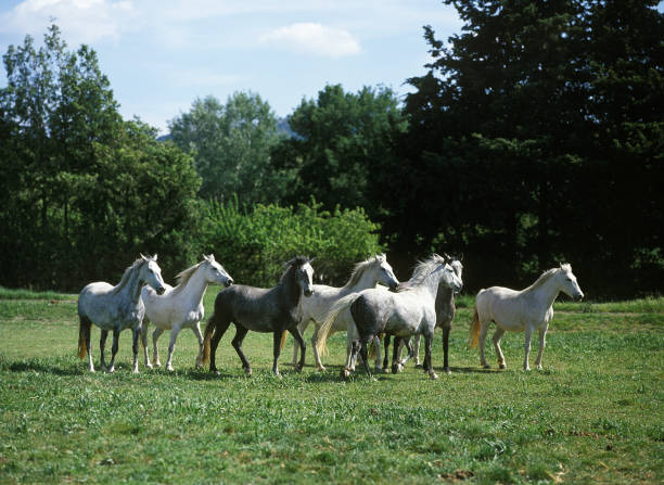 istock LIPIZZAN HORSE, HERD STANDING IN FIELD 1250301520