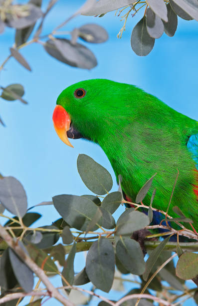 ECLECTUS PARROT eclectus roratus, MALE STANDING ON BRANCH ECLECTUS PARROT eclectus roratus, MALE STANDING ON BRANCH eclectus parrot australia stock pictures, royalty-free photos & images