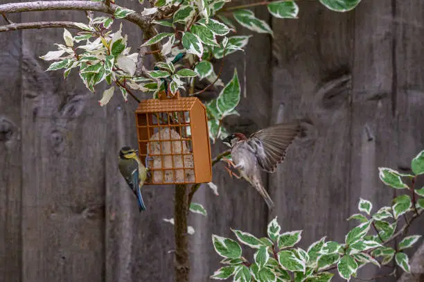 Urban wildlife as a bluetit and sparrow perch on opposite sides of bird feeder