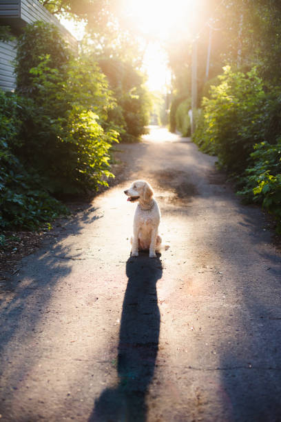 istock Goldendoodle in an alley at sunset 1250303486