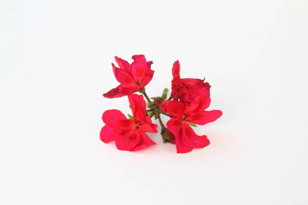 istock pelargonium flower on a white background, 1250304043