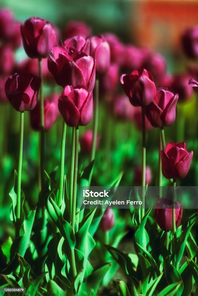 Tulips in Trevelin Tulips in a Trevelin tulip farm, Patagonia Argentina Agricultural Field Stock Photo