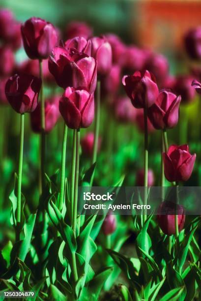 Tulips In Trevelin Stock Photo - Download Image Now - Agricultural Field, Argentina, Beauty In Nature