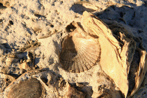 istock Fossile Seashells in Patagonia 1250305035