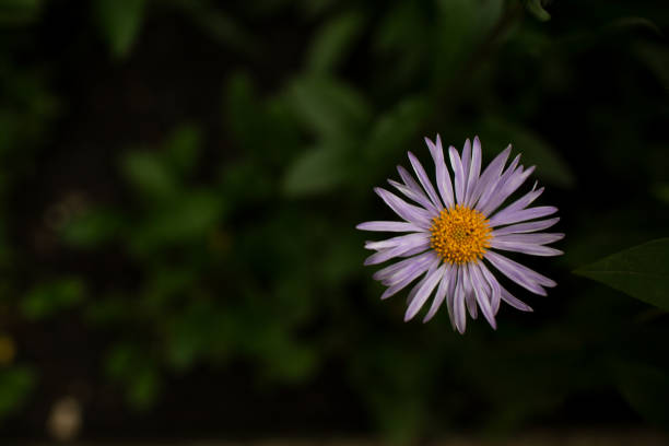 Lilac camomile or Alpine Aster on a dark background in the summer twilight