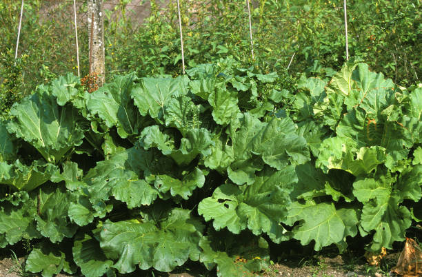 An overhead view of a vibrant rhubarb plant, focus on the red and green stalks of the plants base.  Horizontal image.