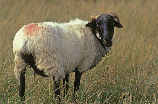 MANECH A TETE NOIRE SHEEP, A FRENCH BREED, FEMALE STANDING IN LONG GRASS