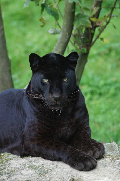 istock BLACK PANTHER panthera pardus, AUDLT STANDING ON ROCK 1250306243