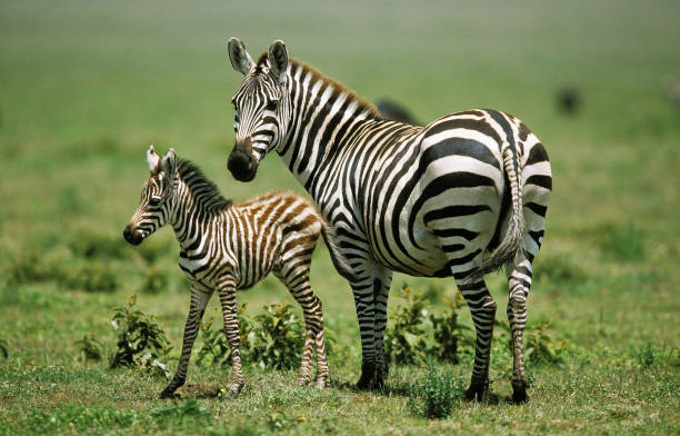 istock BURCHELL'S ZEBRA equus burchelli, FEMALE WITH FOAL, KENYA 1250306251