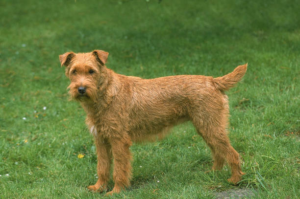 istock IRISH TERRIER DOG, ADULT STANDING ON GRASS 1250306252