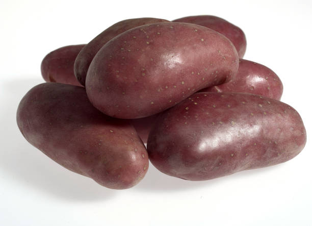 roseval potato solanum tuberosum gegen weiss hintergrund - roseval stock-fotos und bilder