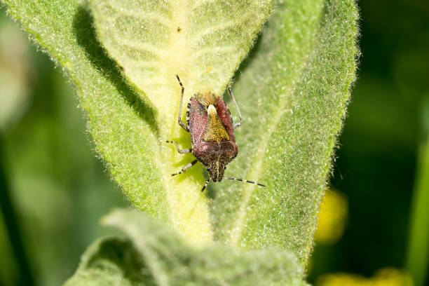 Bedbug (Dolycoris baccarum) on a green leaf. Close-up. stock photo