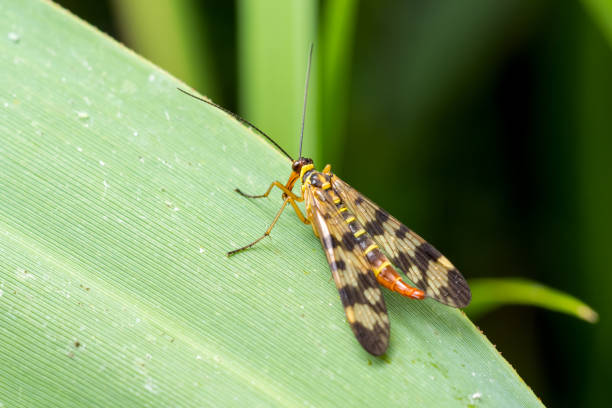 istock Scorpion Fly (Panorpa communis) on a green leaf. Close-up. 1250306380
