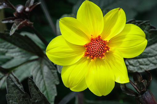 Close up of a bright yellow dahlia hybrid against a mass of dark green leaves.