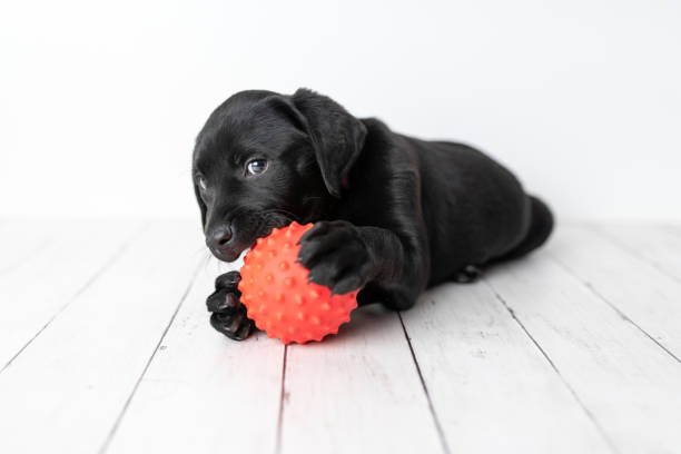 istock Black Labrador retriever puppy 1250307382