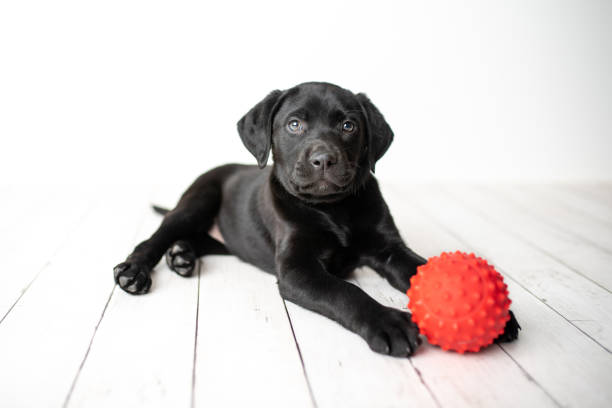 istock Black Labrador retriever puppy 1250307391