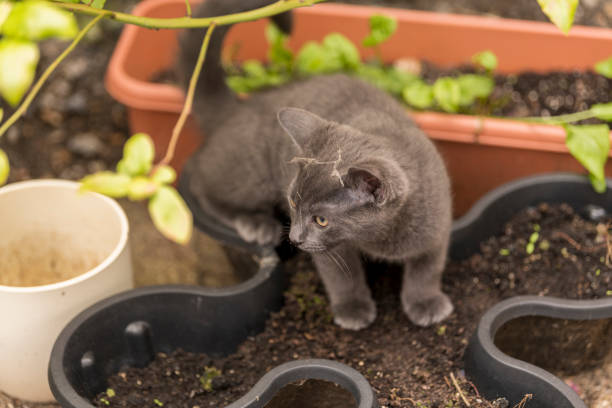 istock Little kitten is sniffing flower pot and grass 1250307417