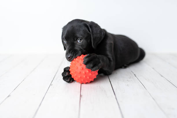 istock Black Labrador retriever puppy 1250307468