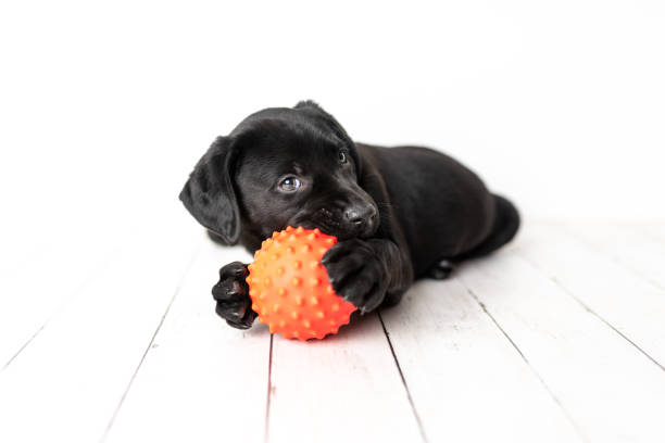 istock Black Labrador retriever puppy 1250307486