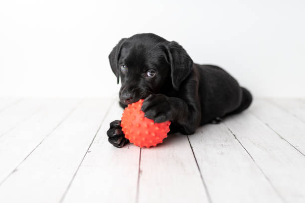 istock Black Labrador retriever puppy 1250307487