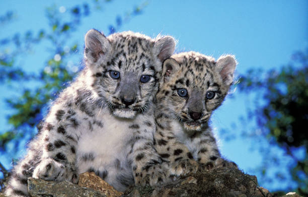 istock SNOW LEOPARD OR OUNCE uncia uncia, CUB 1250307649