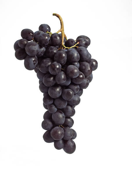 istock BLACK MUSCAT GRAPE vitis vinifera AGAINST WHITE BACKGROUND 1250307689