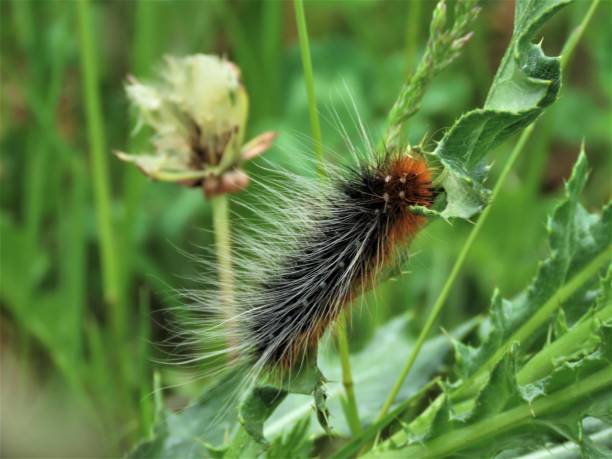 istock Garden Tiger moth caterpillar 1250307799