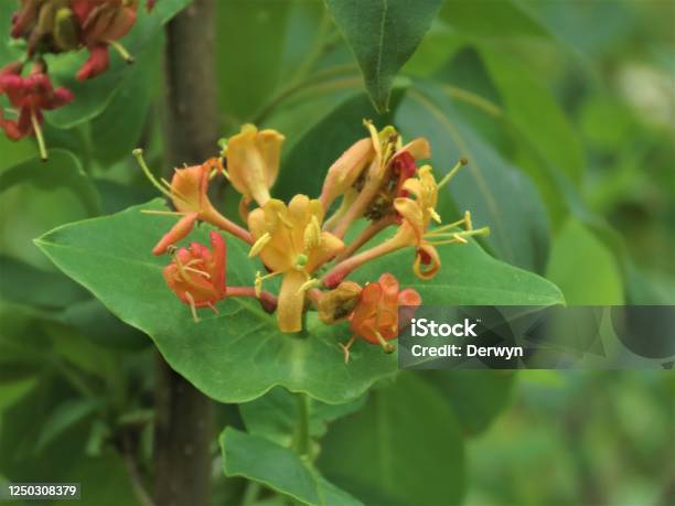 Northern Bush Honeysuckle Flower Stock Photo - Download Image Now