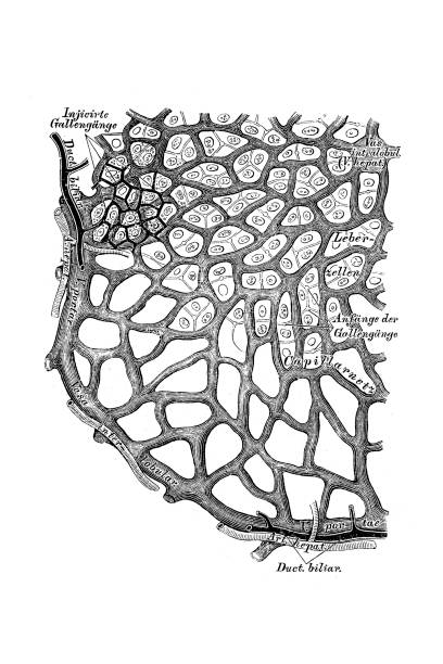 肝臓の建設のスキーム - engraved image engraving liver drawing点のイラスト素材／クリップアート素材／マンガ素材／アイコン素材
