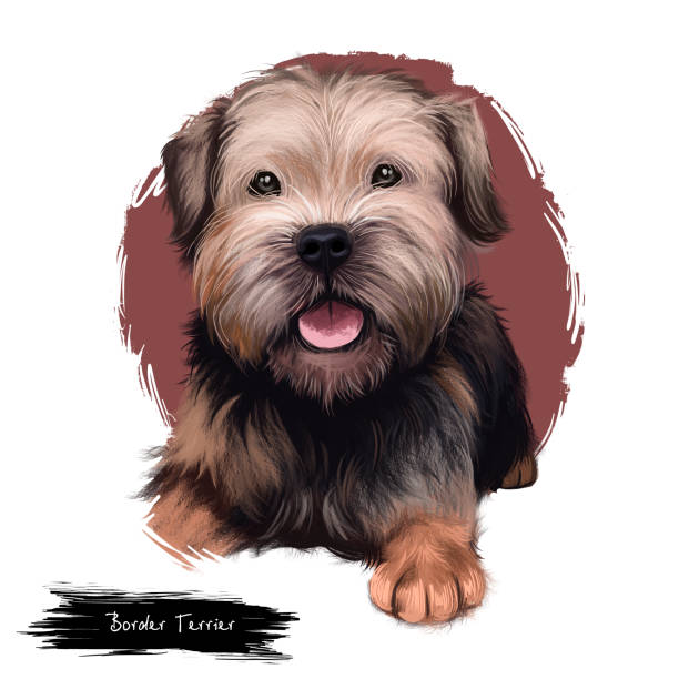 Border Terrier dog digital art illustration isolated on white background. United kingdom origin fox and vermin hunting dog. Cute pet hand drawn portrait. Graphic clip art design for web, print. Border Terrier dog digital art illustration isolated on white background. United kingdom origin fox and vermin hunting dog. Cute pet hand drawn portrait. Graphic clip art design for web, print border terrier stock illustrations