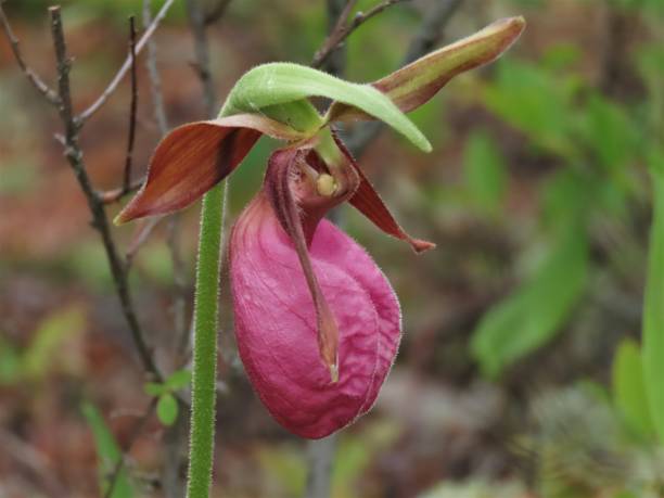 istock Pink Lady's Slipper (Cypripedium acaule) closeup 1250308490