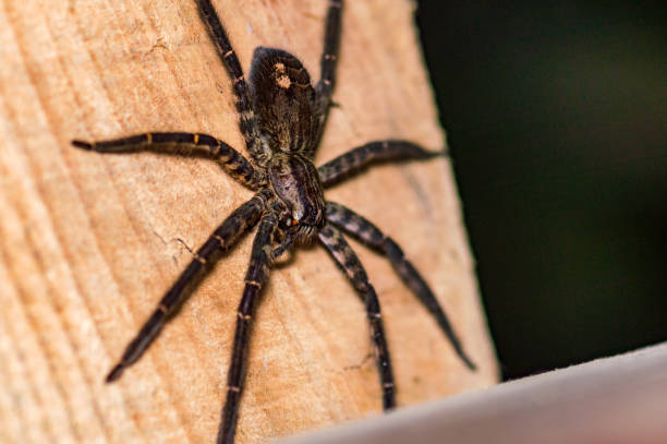 istock Tiger Wandering Spider, Cupiennius salei, copy space 2 1250308516
