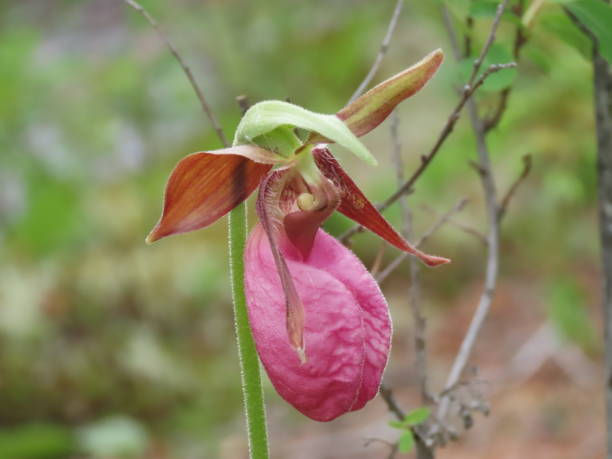 istock Pink Lady's Slipper (Cypripedium acaule) closeup 1250308539