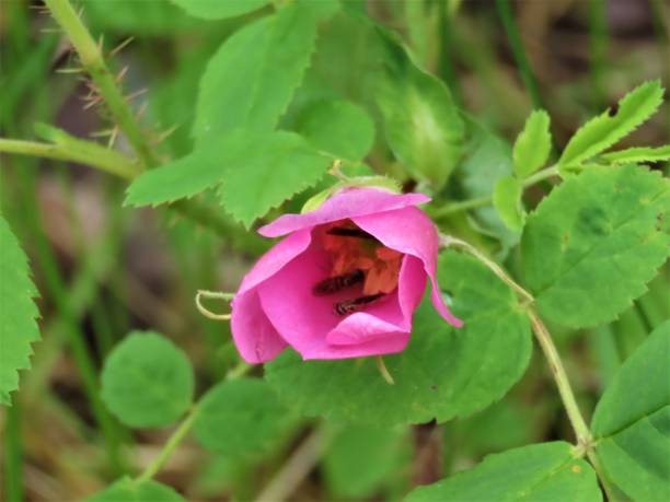 프레리 로즈 (로사 아칸소) 클로즈업 - rosa arkansana 뉴스 사진 이미지