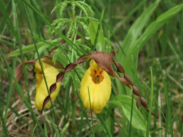 close-up small yellow lady's slipper (cypripedium calceolus) - rare flower orchid beautiful - fotografias e filmes do acervo