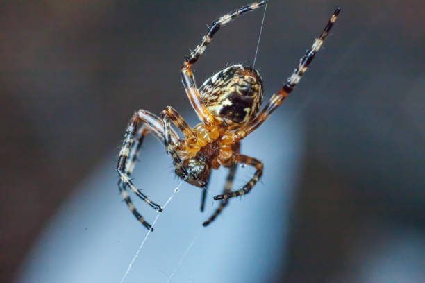istock Arachnophobia fear of spider bite concept. Macro close up spider on cobweb spider web on blurred blue background. Life of insects. Horror scary frightening banner for halloween 1250308794