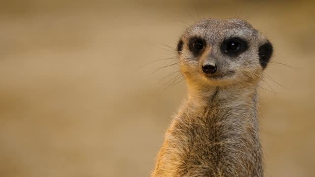 Close up of Meerkat