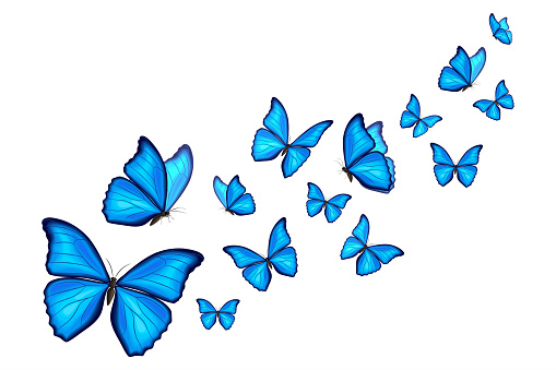 Blue morpho butterflies fly. Summer background.