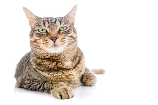 Cute tabby kitty sitting and looking at camera,  isolated on white.