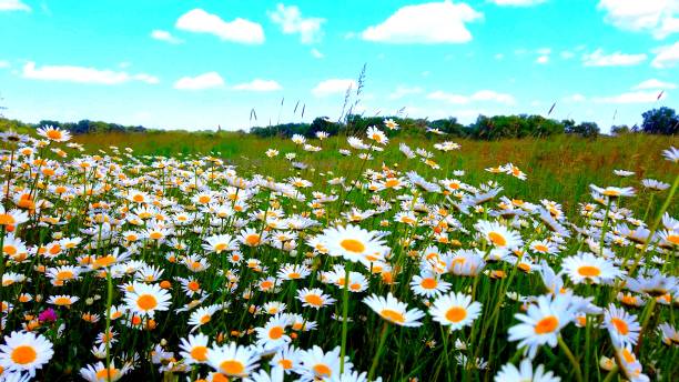 istock daisy flowers on a wild meadow with grass 1250309648
