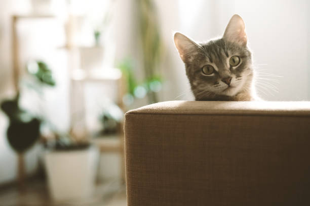 un bellissimo gatto grigio si siede comodamente sul divano e guarda la fotocamera sullo sfondo di fiori in vasi bianchi. gatto in salotto. l'animale domestico aiuta a sopravvivere all'isolamento. - comfortably foto e immagini stock