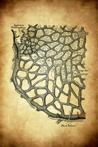 肝臓の建設のスキーム - engraved image engraving liver drawing点のイラスト素材／クリップアート素材／マンガ素材／アイコン素材