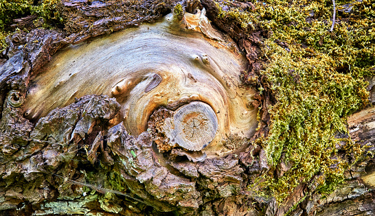 Old tree trunk with bark cross section with growth rings and moss. Timber wood texture background.