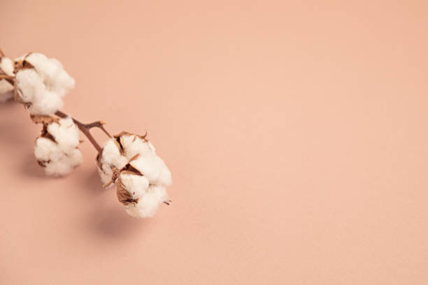istock Cotton branch on pink background. Top view, copy space for text. Delicate botanical style background 1250311052